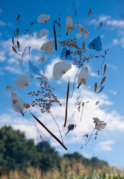 Creative application of dried flowers. Herbarium Dried flowers Sky