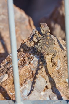 Stellion lizard sitting on a rock