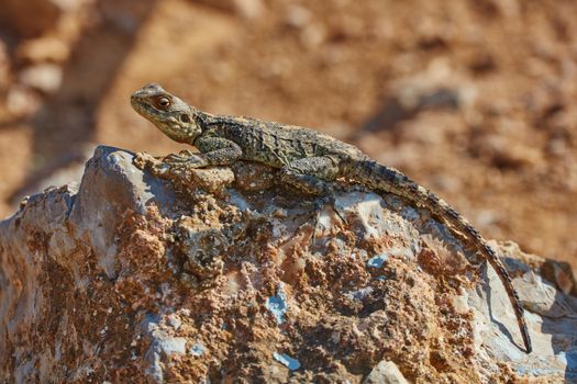 Stellion lizard sitting on a rock