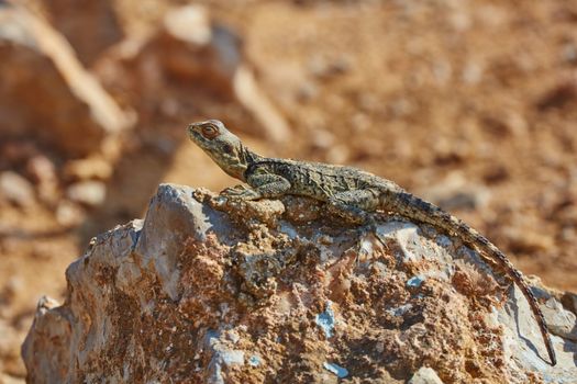 Stellion lizard sitting on a rock