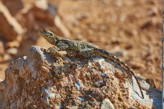 Stellion lizard sitting on a rock