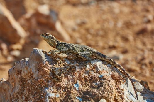 Stellion lizard sitting on a rock