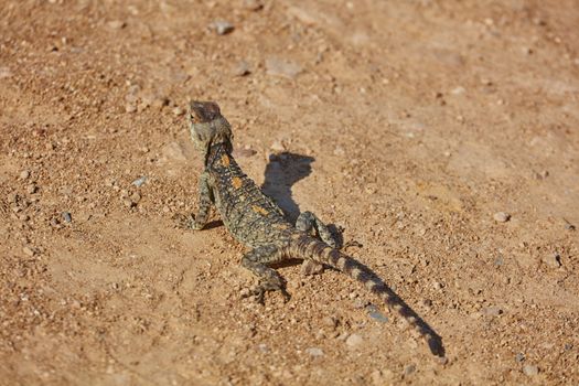 Stellion lizard sitting on a rock