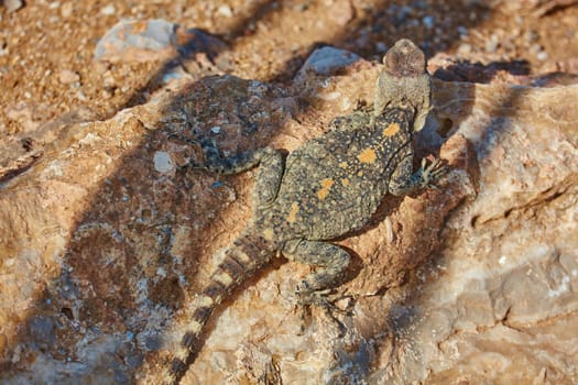 Stellion lizard sitting on a rock