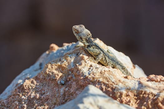 Stellion lizard sitting on a rock