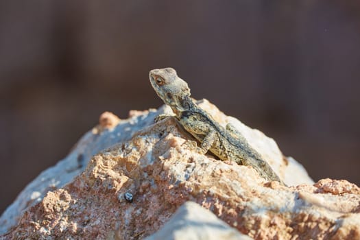 Stellion lizard sitting on a rock