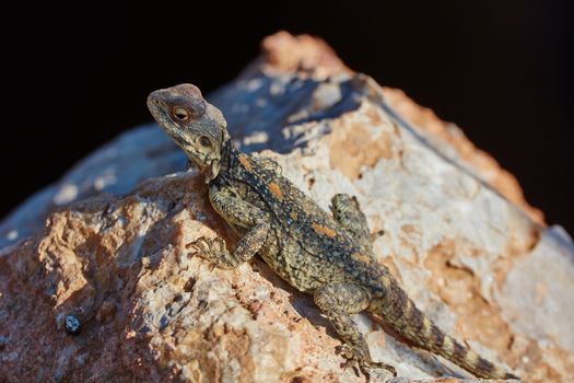 Stellion lizard sitting on a rock