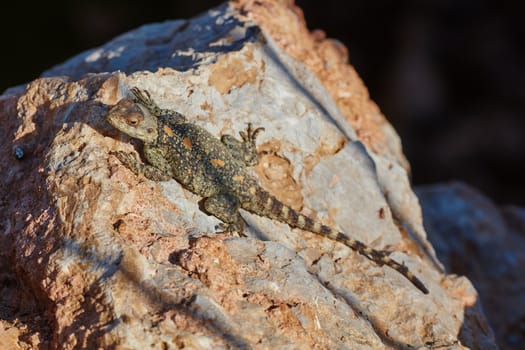 Stellion lizard sitting on a rock