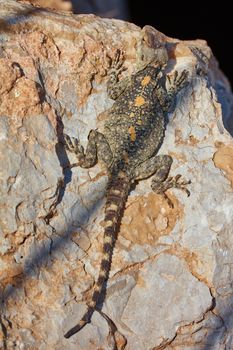 Stellion lizard sitting on a rock