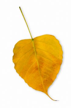 close-up yellow Bo leaves isolated