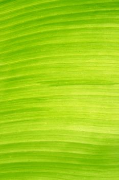 beautiful banana leaf texture with green-yellow color