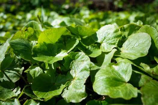 green leaves plants background