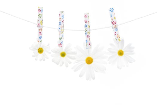 Clothespins on the rope hangs daisies, white background.