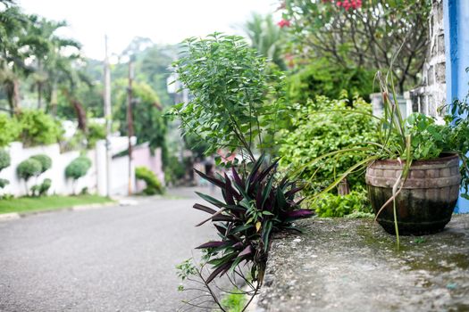 Green plants on the street in Cebu city Philippines