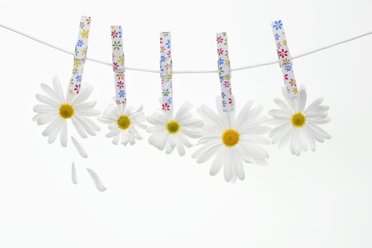 Clothespins on the rope hangs daisies, white background.