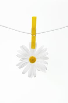 Clothespins on the rope hangs daisies, white background.