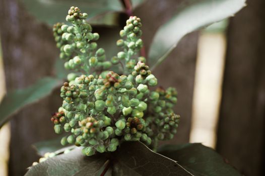 the color green of the blossoms on a Bush to plant in the garden