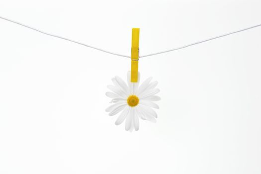 Clothespins on the rope hangs daisies, white background.