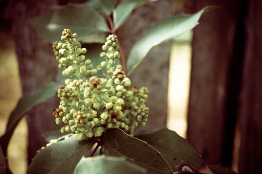 the color of the blossoms on a Bush to plant in the garden