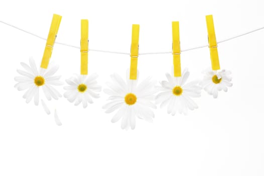 Clothespins on the rope hangs daisies, white background.