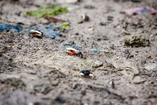 Small tiny crabs run around the birch in Cebu Philippines