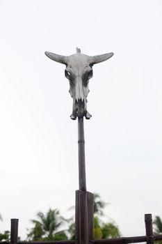 Skull of a cow on stick in Cebu city Philippines