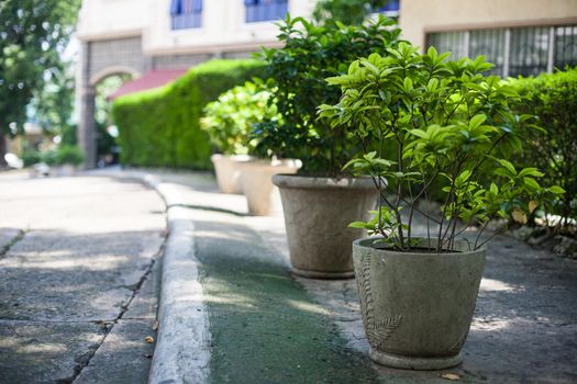 Green plants on the street in Cebu city Philippines