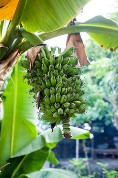 Green banana tree background in Cebu Philippines