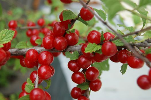 Ripe bush of the red berry cherry