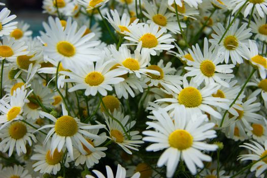 Year glade with white flower of the daisywheel