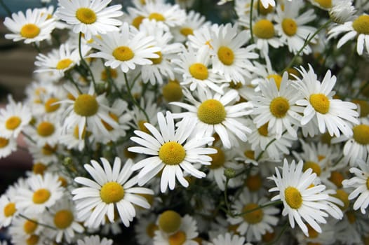 Year glade with white flower of the daisywheel