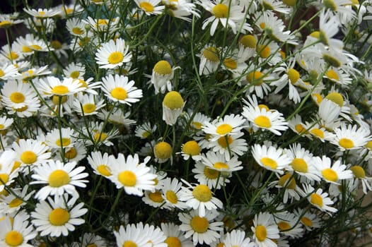 Year glade with white flower of the daisywheel