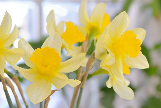 Fresh spring narcissus flowers in vase