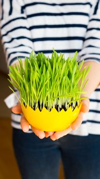 Girl giving green oat sprouts for easter