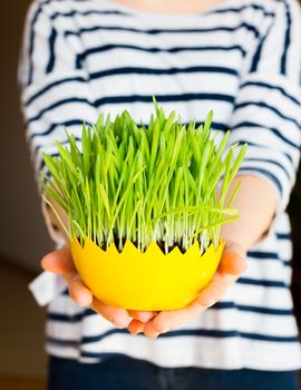 Girl giving green oat sprouts for easter