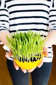 Girl giving green oat sprouts for easter