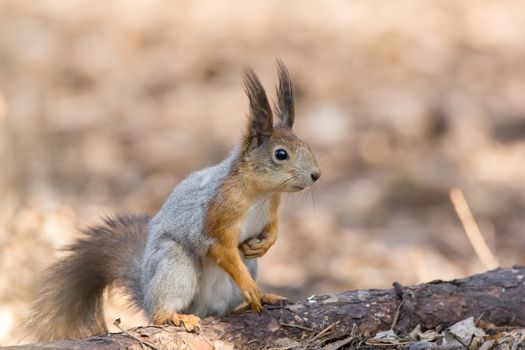 the photograph shows a squirrel on a tree