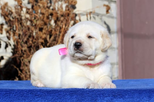 the little yellow labrador puppy sitting on blue background