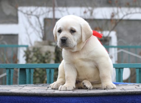 a little cute yellow labrador puppy sitting on blue background