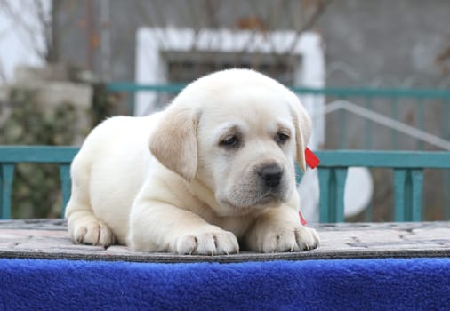 little cute yellow labrador puppy sitting on blue background