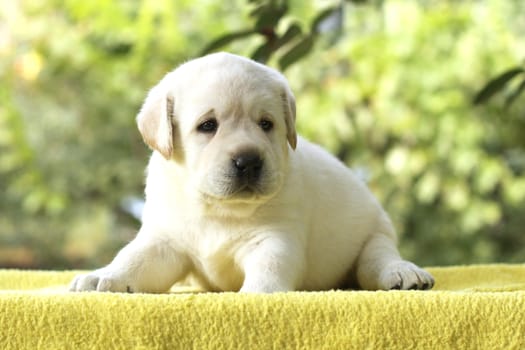 little yellow labrador puppy sitting on yellow background