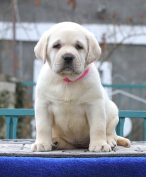 the little cute yellow labrador puppy sitting on blue background