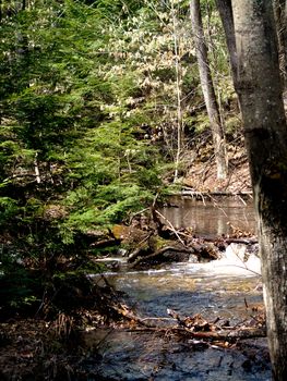 A river running through Bear Brook State Park near Allenstown, New Hampshire. 
