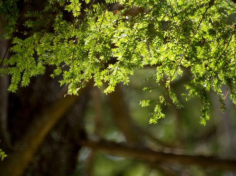 Background image with pine tree branches in sunlight. 