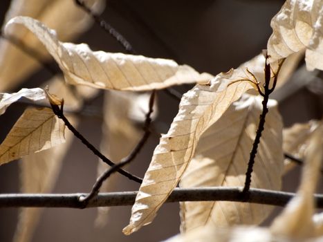 Dried leaves cling to a branch in the sunlight. 