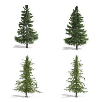 Cedar  trees, isolated on white background.