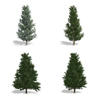 Fraser Fir  trees, isolated on white background.