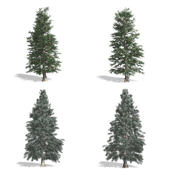 Spruce trees, isolated on white background.