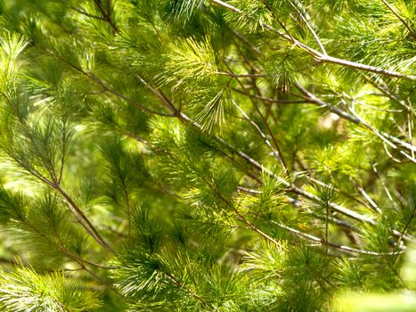 Background image with pine tree branches in sunlight. 