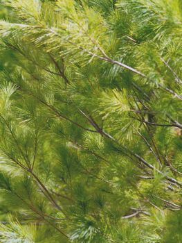 Background image with pine tree branches in sunlight. 